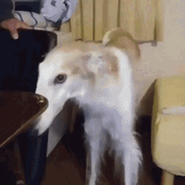 A picture of a borzoi dog getting his snout tickled. Its nose wiggles from side to side as he is pet. First to the right, then to the left